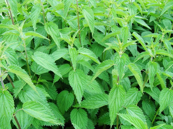 stock image Nettle