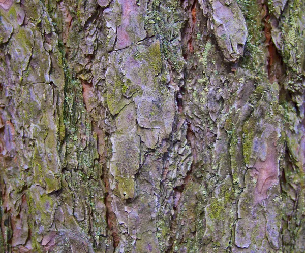 stock image Texture of tree bark