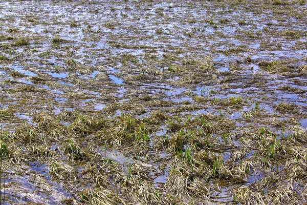 stock image Swamp