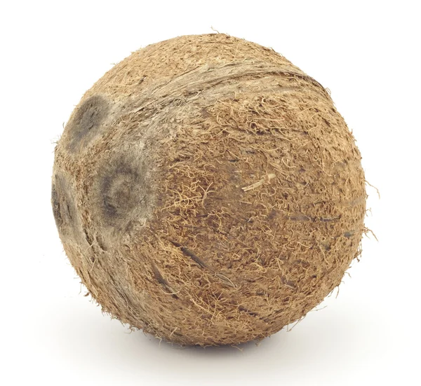 Velký kokos — Stock fotografie