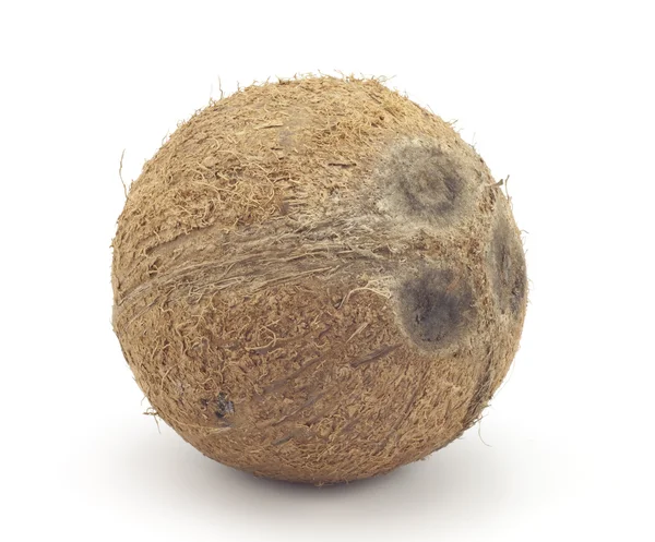 Большой кокос — стоковое фото