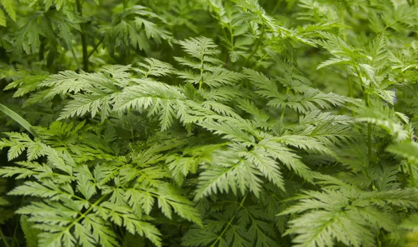 stock image Fern