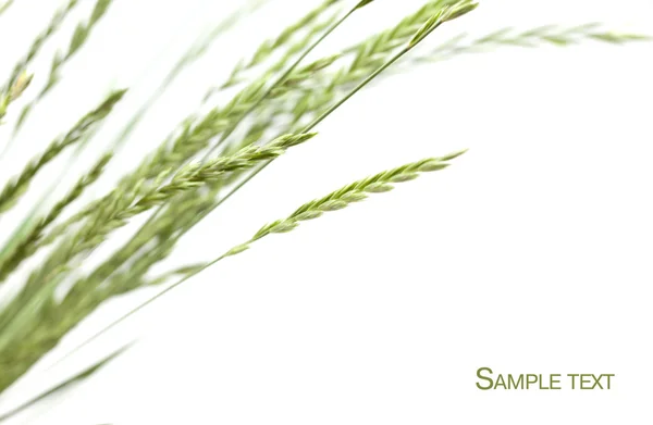 Рама травы — стоковое фото