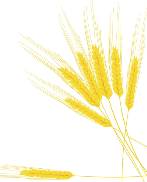 Gele oren van maïs — Stockvector