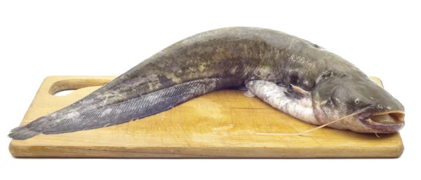 Peixe-gato no tabuleiro — Fotografia de Stock