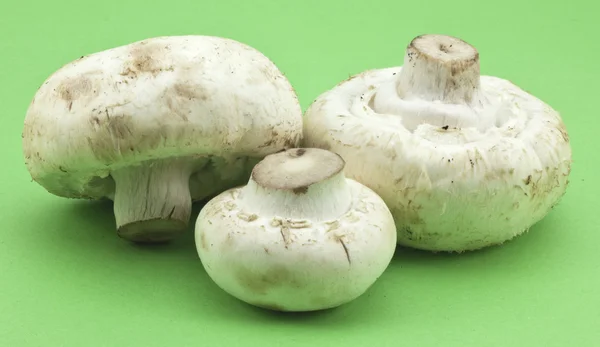 Cogumelos — Fotografia de Stock