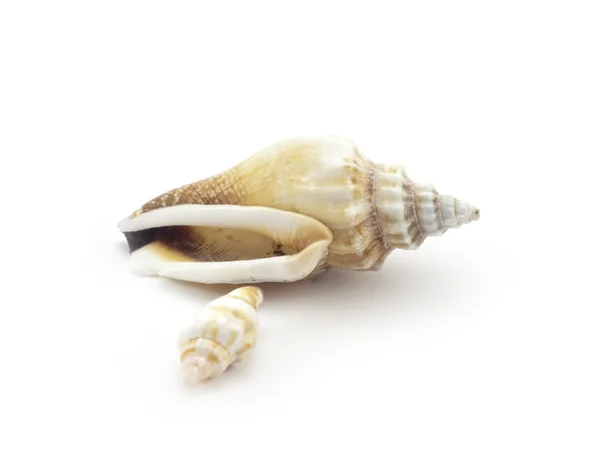 아름 다운 조개 — 스톡 사진