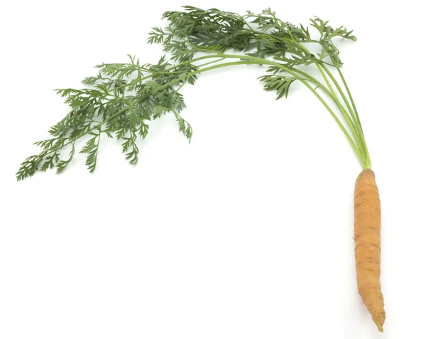 Zanahorias con tallos — Foto de Stock