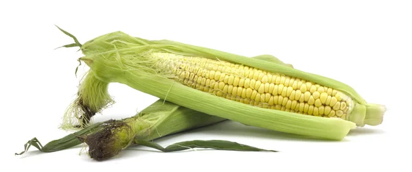 Ripe corn — Stock Photo, Image