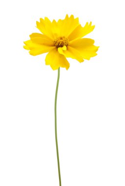 A yellow flower with a stem clipart