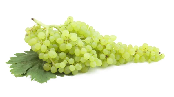 Yeşil üzüm Şubesi — Stok fotoğraf