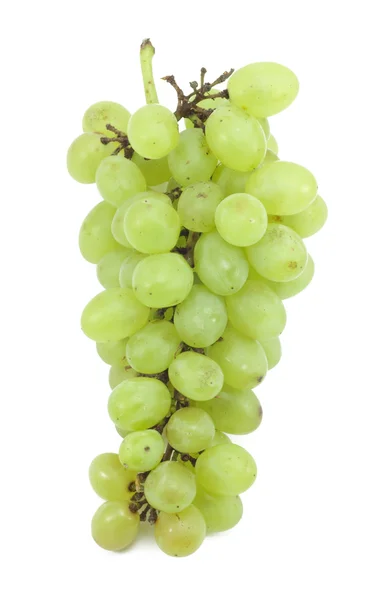 Ветвь зеленого винограда — стоковое фото