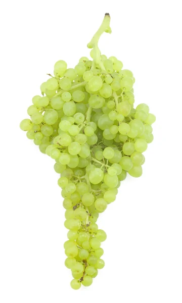 Ramo de uvas verdes —  Fotos de Stock
