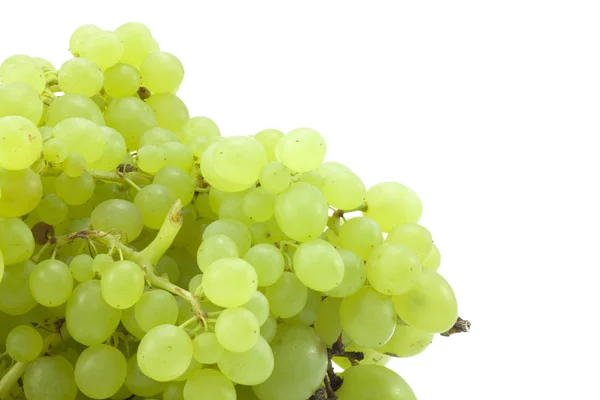 Zöld szőlő ága — Stock Fotó