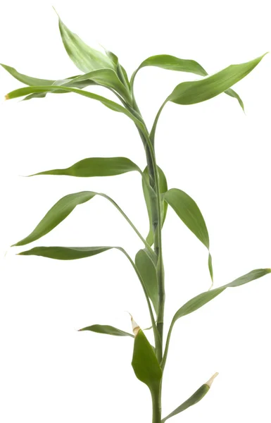 Zielony bambo — Zdjęcie stockowe