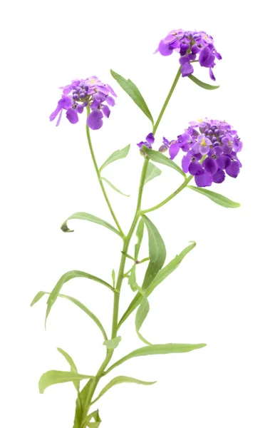 Λεβάντα λουλούδι με ένα στέλεχος — Φωτογραφία Αρχείου