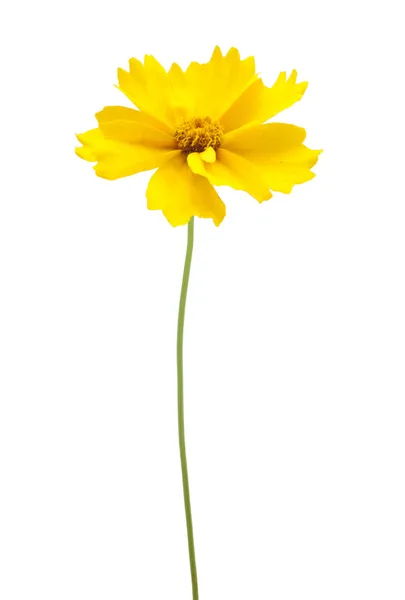 En gul blomma med en stam — Stockfoto