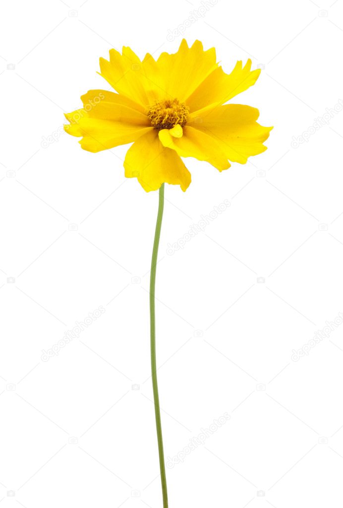 A yellow flower with a stem