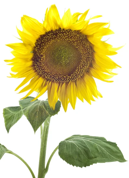 Krásné slunečnice s lístky — Stockfoto