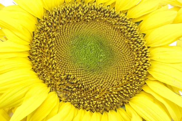 Vacker blomma av en solros — Stockfoto