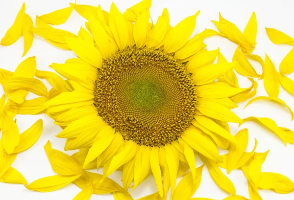 Vacker blomma av en solros — Stockfoto