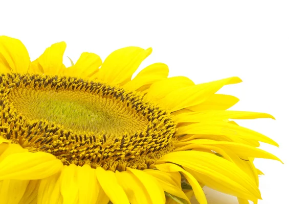 Mooie bloem van een zonnebloem — Stockfoto
