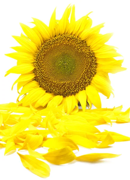Mooie bloem van een zonnebloem — Stockfoto