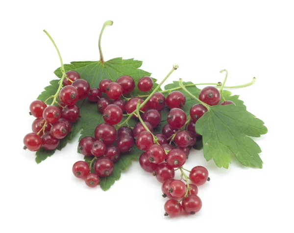 Sprig of red currants with a leaf — Stock Photo, Image