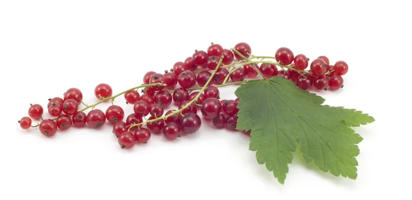 Sprig of red currants with a leaf — Stock Photo, Image
