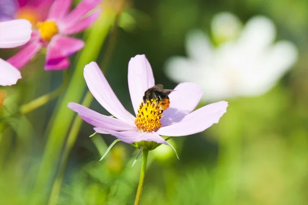 stock image Flower kosmeya with bumblebee