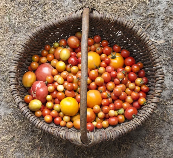 Wydajność do domu różne pomidory — Zdjęcie stockowe