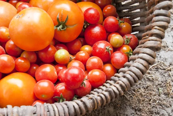 Wydajność do domu różne pomidory — Zdjęcie stockowe