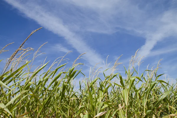 Maize crop — Stock Photo, Image