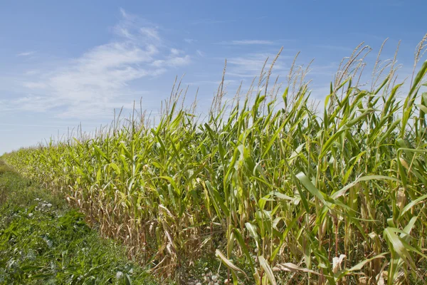 Maize crop — Stock Photo, Image