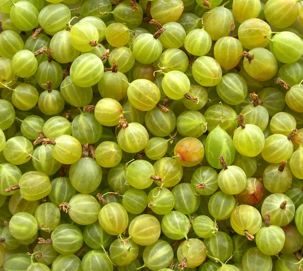 stock image Gooseberries.