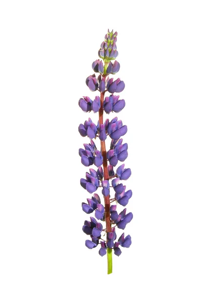 stock image Lupin is on a white background.