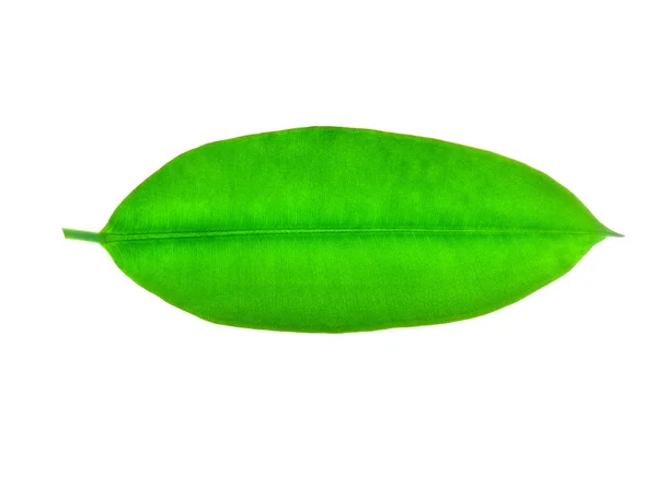 Зеленый лист . — стоковое фото