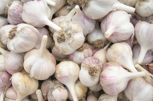 Garlic. — Stock Photo, Image