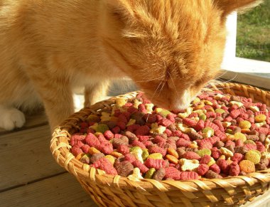 kedi ve gıda.