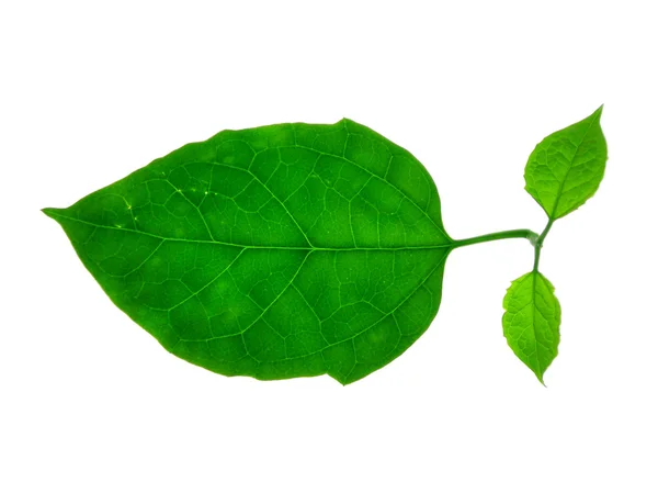 stock image Green leaf.