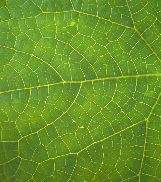 Die Struktur des grünen Blattes. — Stockfoto