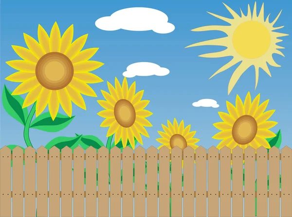 Stock vector Sunflowers.