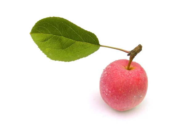 Un măr cu o frunză . — Fotografie, imagine de stoc