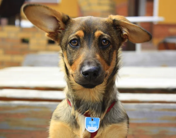 Stock image Dog