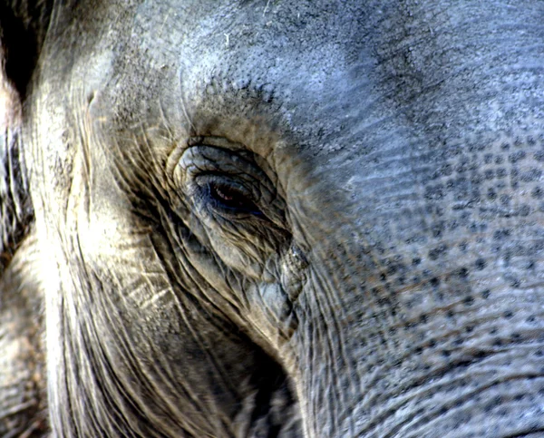 stock image Elephant