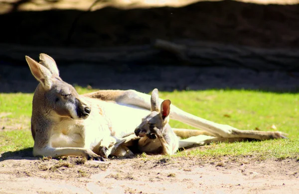 stock image Känguru