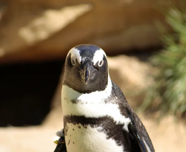 Stock image Penguin