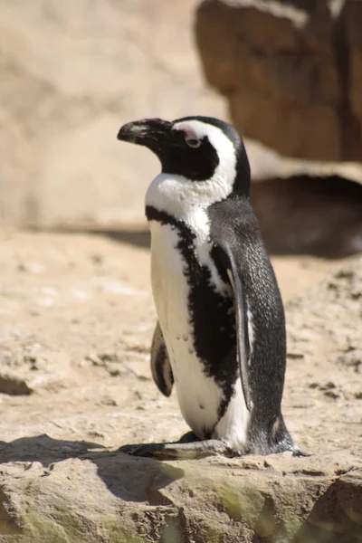 stock image Penguin