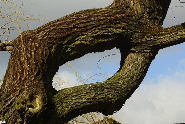 Baum — Foto Stock