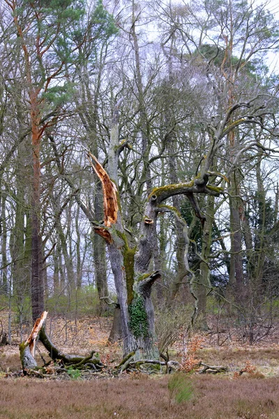 나무 — 스톡 사진